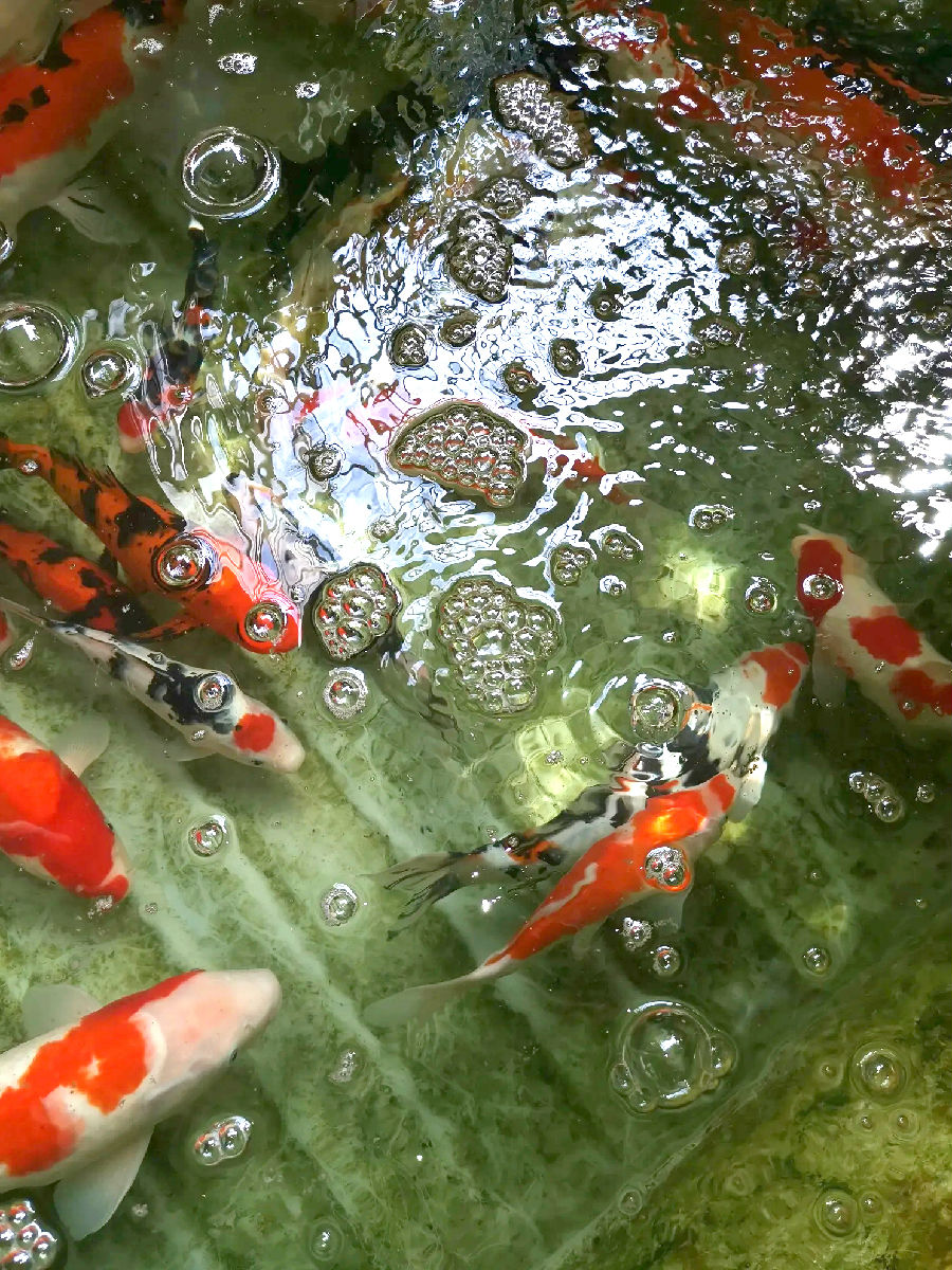 锦鲤鱼池水面起泡沫是怎么回事? - 奥利仕(广州)康体设备有限公司 锦鲤鱼池水面起泡沫是怎么回事? - 奥利仕(广州)康体设备有限公司