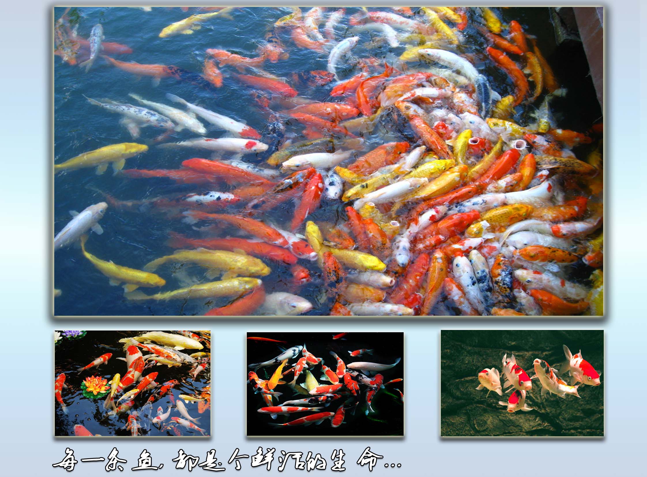 广州白云区鱼池过滤设备安装现场图片