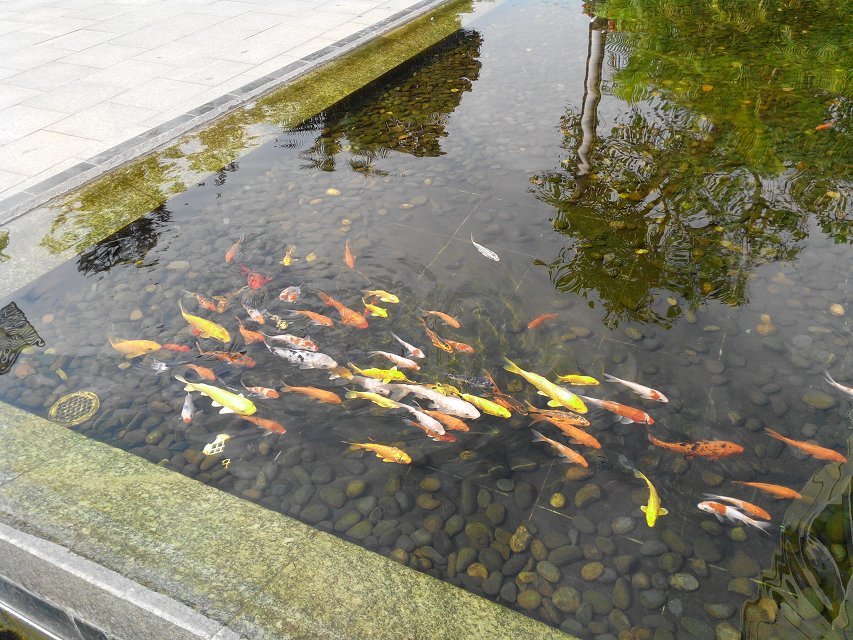 萝岗香雪公园科技公寓鱼池生物净化工程